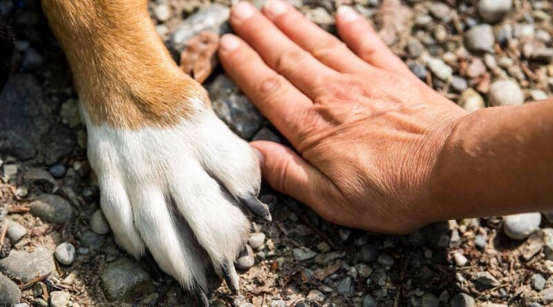Le chien le plus vieux du monde vivait en Turquie, il y a 16.000 ans.