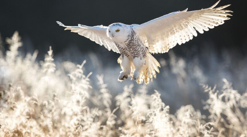 Le harfang des neiges de Harry Potter parmi 40 espèces protégées