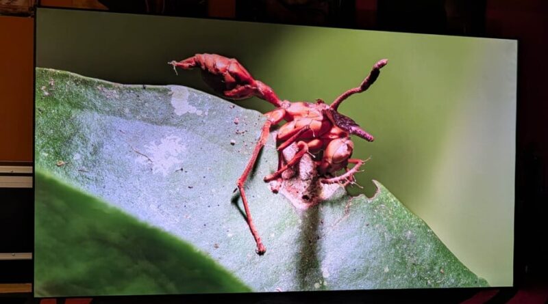 Le Nothing Projector ALR Longue focale optimise votre vidéoprojecteur, test inclus.