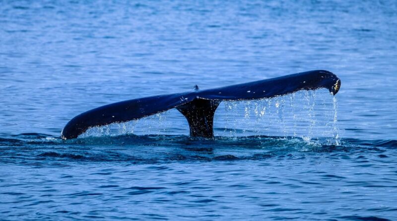 Le premier électrocardiogramme d’un rorqual : 6 à 8 bpm au repos en Méditerranée