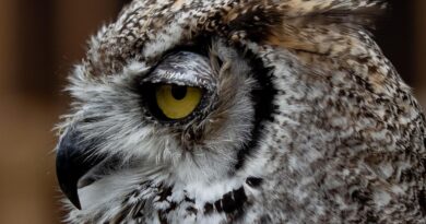 Les clients croient voir un objet « extrêmement réaliste » : une chouette endormie.