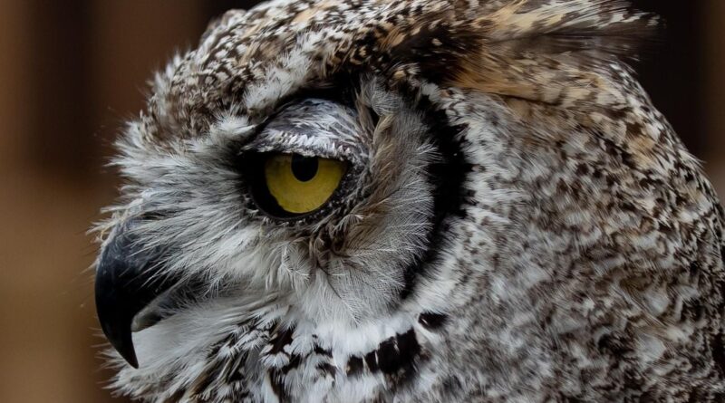 Les clients croient voir un objet « extrêmement réaliste » : une chouette endormie.