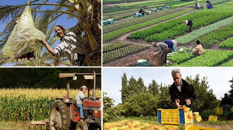 Les défis de la sécurité alimentaire : ruralité et résilience durable