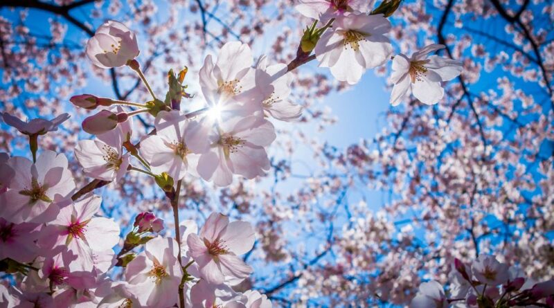 Météo : Pas de samedi printanier prévu cette semaine !
