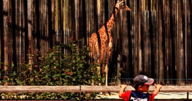 Municipales à Lyon : Jean-Michel Aulas veut des hologrammes pour le zoo