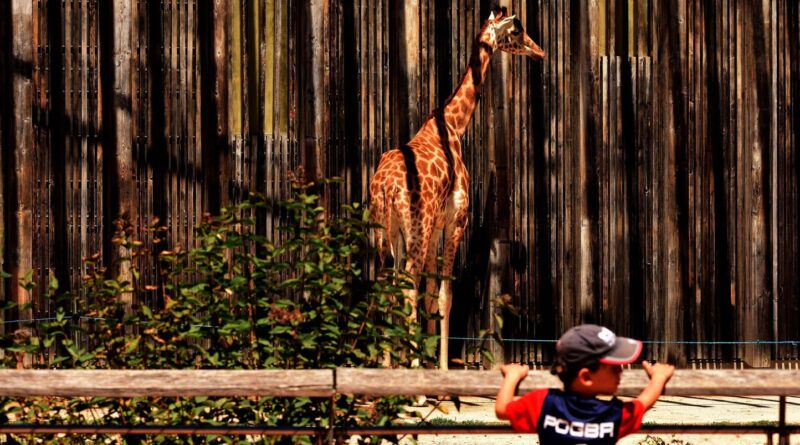 Municipales à Lyon : Jean-Michel Aulas veut des hologrammes pour le zoo