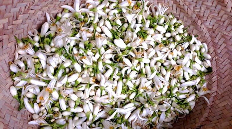 Nabeul : lancement de la saison de la fleur de bigaradier ce printemps