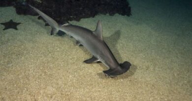 Nouvelles espèces protégées, incluant la chouette d'Harry Potter.