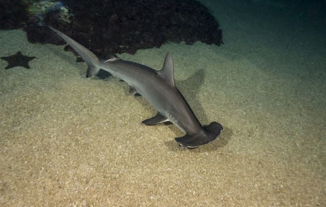 Nouvelles espèces protégées, incluant la chouette d'Harry Potter.