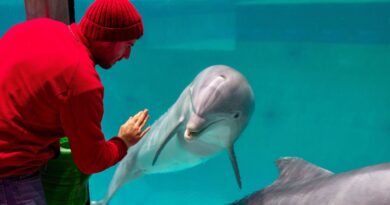 Pairi Daiza envisage un sanctuaire pour dauphins en captivité.