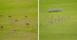 PHOTOS. Un animal emblématique réapparaît à Tiaret après des années d'absence