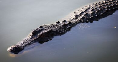 Plus d’un millier de personnes évacuées en Australie suite à des inondations