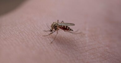 Pour faire avancer la Science, il ne s’enferme pas avec des moustiques « affamés »