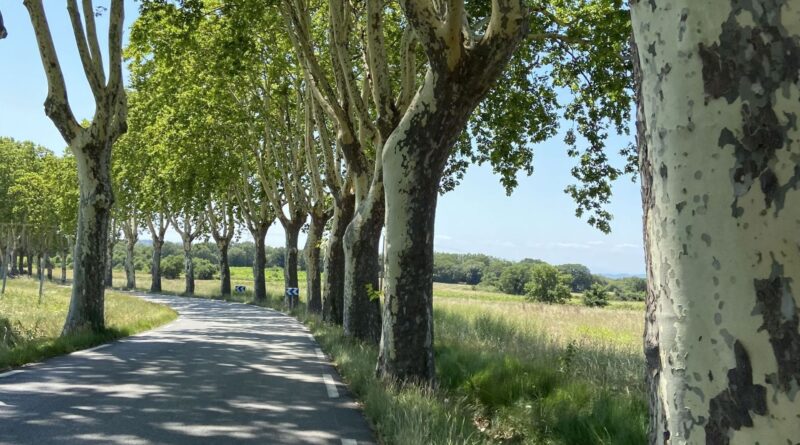 Prêt à prélever des écorces de platanes pour mesurer la pollution ?