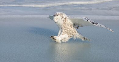 Quarante nouvelles espèces migratrices sous protection internationale annoncées.