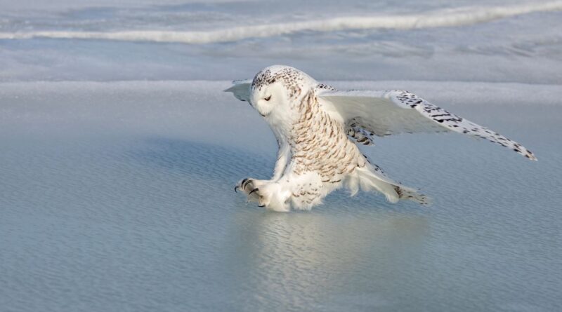 Quarante nouvelles espèces migratrices sous protection internationale annoncées.