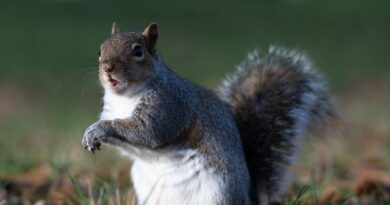Royaume-Uni : Un écureuil filmé avec une puff dans un parc londonien