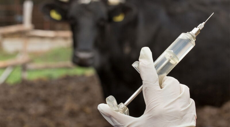 Santé animale : vaccination massive du cheptel national demandée