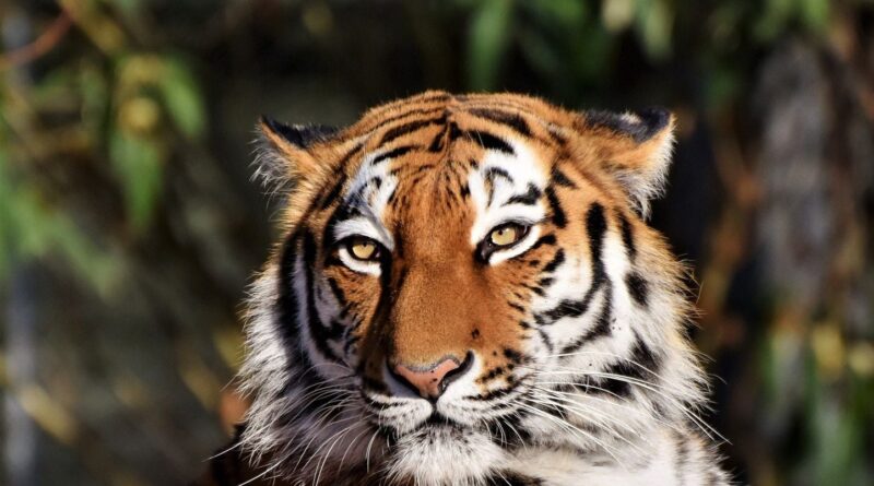 Thaïlande : 72 tigres en captivité décèdent, plusieurs virus détectés