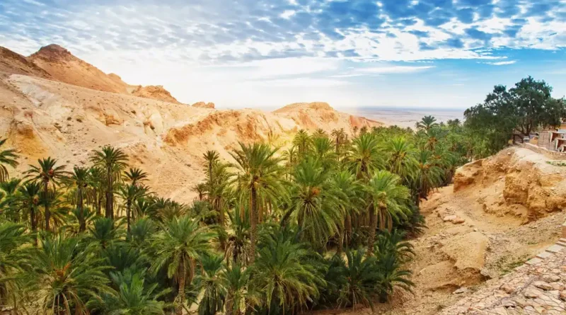 Tozeur : adaptation des oasis traditionnelles aux changements climatiques