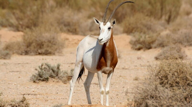 Tozeur – Parc de Dghoumes : Aménagement urgent pour une biodiversité rare