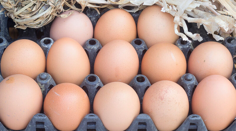 Tunisie : chute des prix des œufs observée