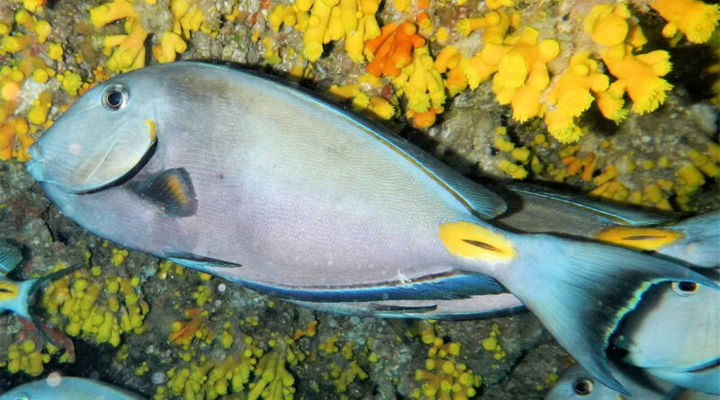 Tunisie : le poisson chirurgien africain ne vient pas sur nos côtes