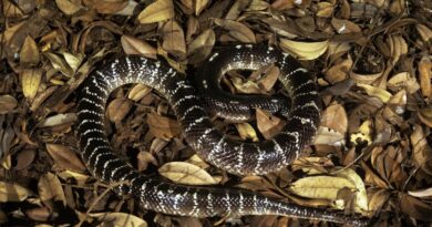 Une enfant de 7 ans mordue par un serpent sauvée par un homme avec l'antidote par avion.