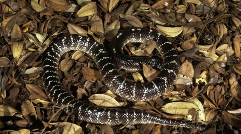 Une enfant de 7 ans mordue par un serpent sauvée par un homme avec l'antidote par avion.