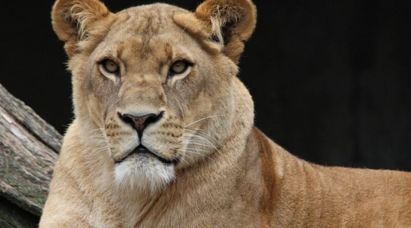 Une lionne attaque une enfant de 10 ans dans un zoo en Chine.