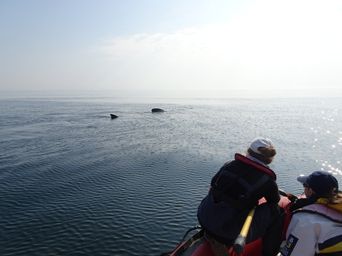 «Â On ne connaît pas très bien l’espèceÂ : filmez le requin géant et appelez les scientifiquesÂ »