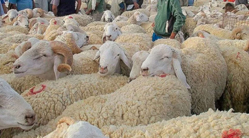 Aïd al-Adha : l'État ne prépare pas de mesures contre la flambée des prix