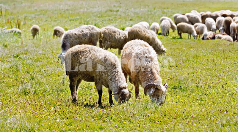 Aïd el Adha : les prix des moutons augmentent cette année