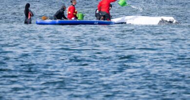 Allemagne : Nouvelle tentative de sauvetage pour la baleine « Timmy », échouée depuis des semaines