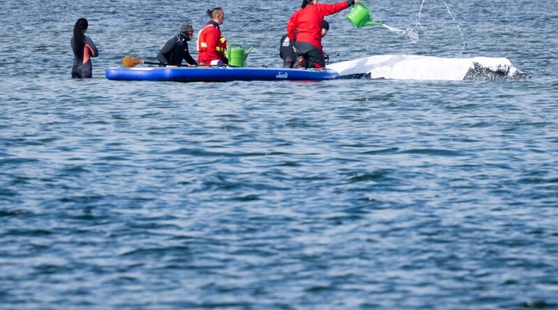 Allemagne : Nouvelle tentative de sauvetage pour la baleine « Timmy », échouée depuis des semaines
