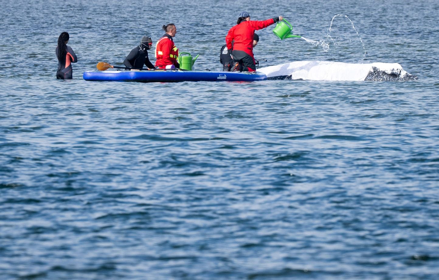 Allemagne : Nouvelle tentative de sauvetage pour la baleine « Timmy », échouée depuis des semaines