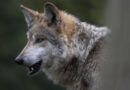 Allemagne : Un loup relâché sous surveillance après avoir mordu une femme