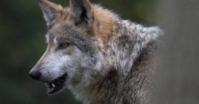 Allemagne : Un loup relâché sous surveillance après avoir mordu une femme