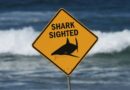 Australie : Fermeture des plages au sud de Sydney après festin de requins