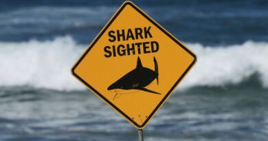Australie : Fermeture des plages au sud de Sydney après festin de requins