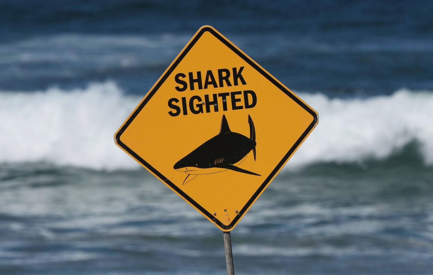 Australie : Fermeture des plages au sud de Sydney après festin de requins