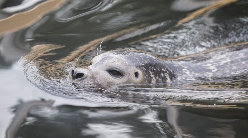 Australie : Un phoque ne dégage pas la chaussée en faisant la sieste