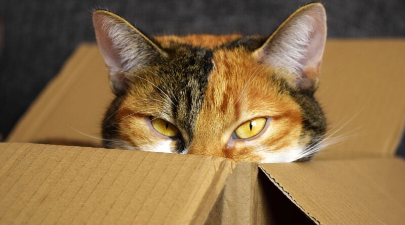 Autriche : Un homme coupable d'avoir tenté d'envoyer son chat par La Poste