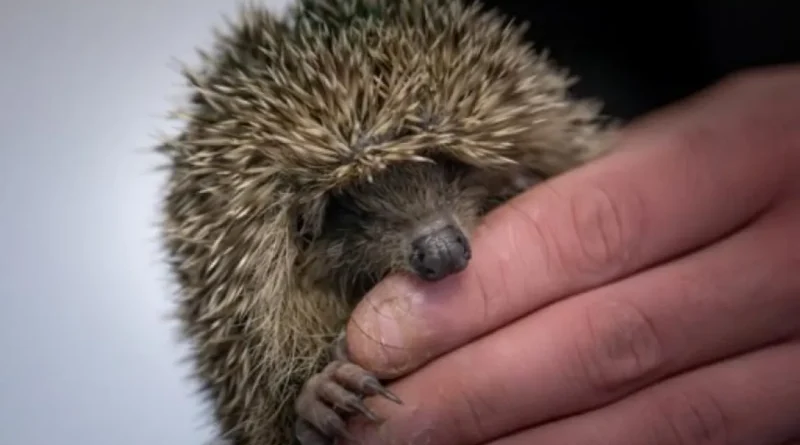 Biodiversité : la Wallonie interdit les robots-tondeuses de 18 à 9 heures.