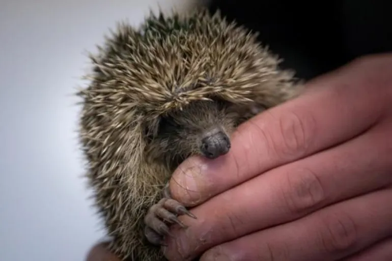 Un gardien tient un hérisson dans ses bras à l’association CHENE (Centre d’hébergement et d’étude de la nature et de l’environnement), à Allouville-Bellefosse, près du Havre, dans le nord-ouest de la France, le 20 décembre 2023.