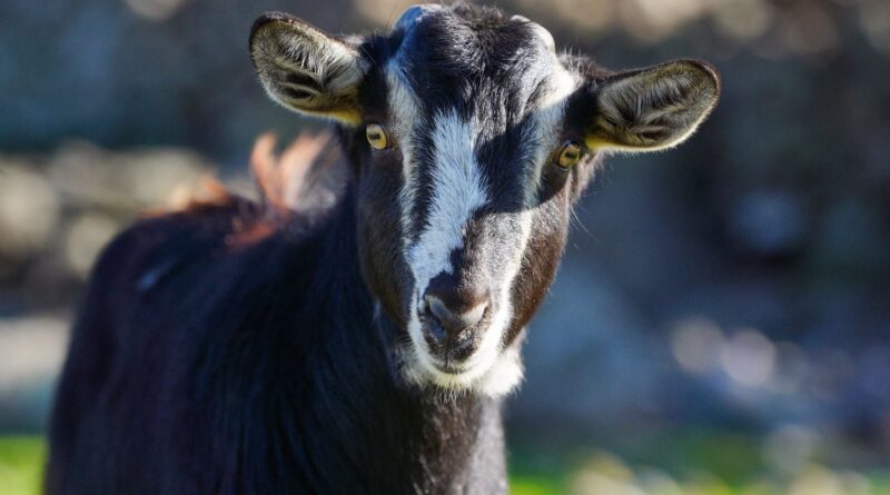 Bouches-du-Rhône : Un homme arrêté pour viol de chèvres, témoignage d'une agricultrice