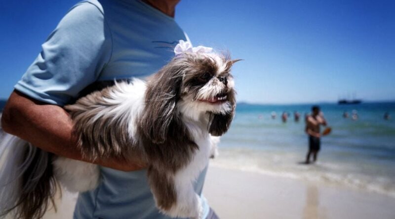 Brésil : Le Parlement adopte la garde partagée des animaux de compagnie