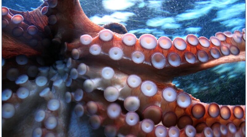 Ces pieuvres géantes n'étaient-elles pas les plus grands prédateurs océaniques il y a 100 millions d'années ?