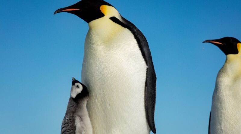Changement climatique : le manchot empereur est maintenant « en danger »