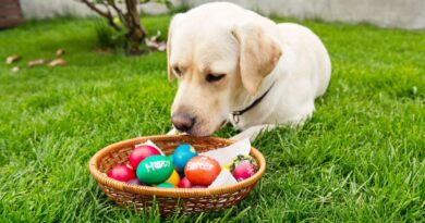 Chasse aux œufs : chocolat dans la pelouse nocif pour votre chien